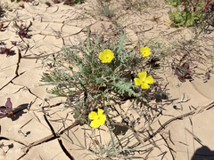 Eulobus sceptrostigma