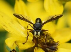 Physocephala furcillata