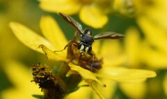 Physocephala furcillata