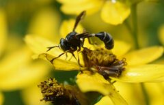 Physocephala furcillata