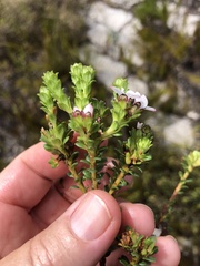Adenandra rotundifolia