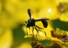 Physocephala furcillata