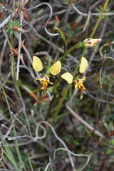 Diuris pardina