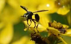 Physocephala furcillata