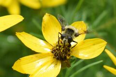 Eristalis anthophorina