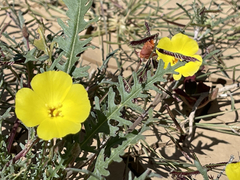 Eulobus sceptrostigma