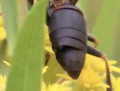 Strepsiptera