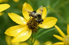 Eristalis anthophorina