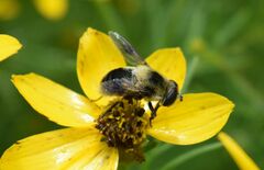 Eristalis anthophorina