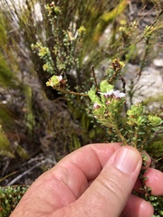 Adenandra rotundifolia