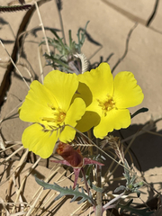 Eulobus sceptrostigma