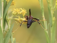 Strepsiptera