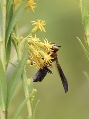 Strepsiptera