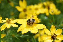 Eristalis anthophorina