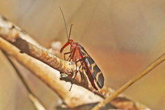 Panorpa nuptialis