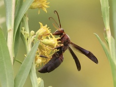 Strepsiptera
