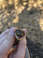 Elgaria multicarinata scincicauda
