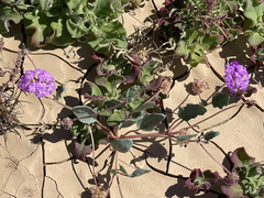 Abronia gracilis