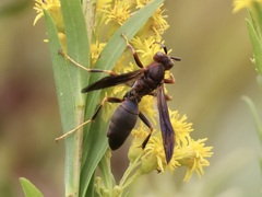 Strepsiptera