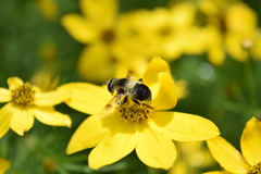 Eristalis anthophorina