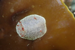 Acanthodoris nanaimoensis