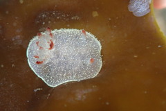 Acanthodoris nanaimoensis