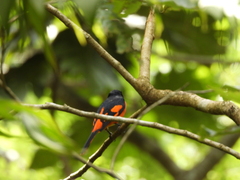 Pericrocotus flammeus