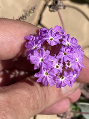 Abronia gracilis