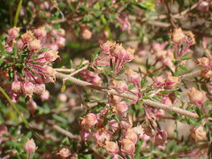 Erica grata