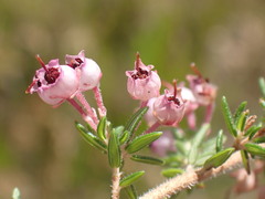 Erica grata