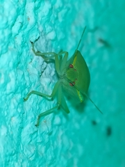 Acrosternum millierei