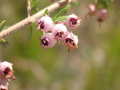Erica grata