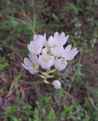 Ornithogalum
