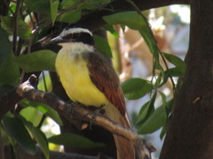 Pitangus sulphuratus