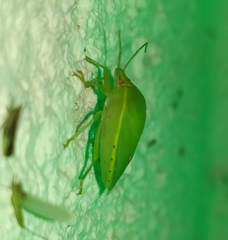 Acrosternum millierei