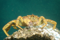 Telmessus cheiragonus
