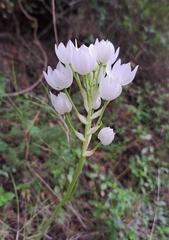 Ornithogalum