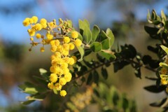 Acacia uncifera