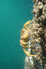 Telmessus cheiragonus