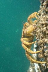 Telmessus cheiragonus