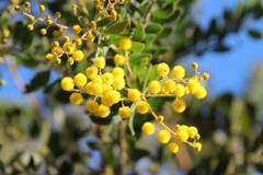 Acacia uncifera