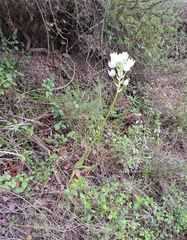 Ornithogalum
