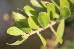 Acacia uncifera