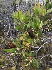 Protea obtusifolia