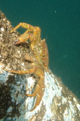 Telmessus cheiragonus