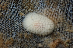 Onchidoris muricata