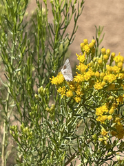 Xylothamia diffusa