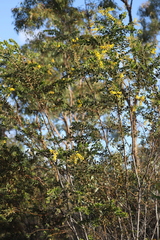 Acacia uncifera