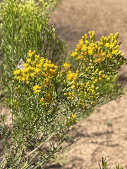 Xylothamia diffusa