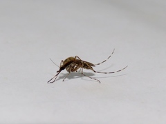 Aedes sollicitans